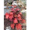 120603 1 dluzicha villosa carnival cinnamon stick heuchera villosa carnival cinnamon stick