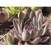 Netřesk x hybr. 'Aquila' - Sempervivum x hybr. 'Aquila'  Sempervivum x hybr. 'Aquila'