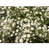 Šater latnatý 'Festival White Flare' - Gypsophila paniculata 'Festival White Flare'  Gypsophila paniculata 'Festival White Flare'