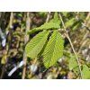 120714 jilm drsny macrophylla pendula