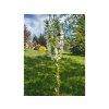 Jabloň okrasná 'Adirondack'  Malus 'Adirondack'