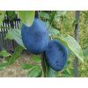 62766 svestka emper