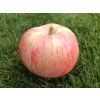 Malus domestica  'Peasgood's Nonsuch' (2)