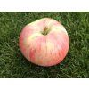 Malus domestica  'Peasgood's Nonsuch' (1)