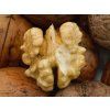 Ořešák 'Apollo'  Juglans regia ´Apollo´