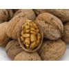 Ořešák 'Jupiter'  Juglans regia  'Jupiter'