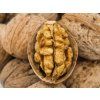 Ořešák 'Jupiter'  Juglans regia  'Jupiter'