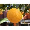 Pomerančovník zakrslý  Citrus x microcarpa