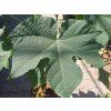 122382 1 firmiana simplex