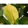 Magnolie 'Yellow Bird'  Magnolia brooklynensis 'Yellow Bird'