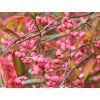 Brslen Hamiltonův 'Indian Summer'  Euonymus hamiltonianus 'Indian Summer'