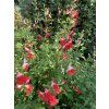 122906 4 alv j drobnolist hot lips salvia microphylla hot lips balen kontejner p17 tvar v ka 50cm