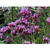 Verbena Lollipop (1)