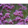 Verbena Lollipop (3)