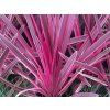 pink passion
