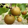 Asijská hrušeň 'Hosui' - kontejner  Pyrus pyrifolia 'Hosui'