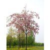 Sakura ozdobná 'Pink Perfection' - kontajner  Prunus serrulata 'Pink Perfection'