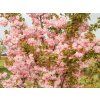 Sakura ozdobná 'Pink Perfection' - kontajner  Prunus serrulata 'Pink Perfection'