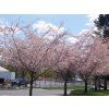 Třešeň chloupkatá 'Autumnalis Rosea' - kontejner  Prunus subhirtella 'Autumnalis Rosea'