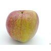 Jabloň 'Bláhova Reneta' - kontejner  Malus domestica 'Bláhova Reneta'