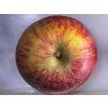Jabloň 'Bláhova Reneta' - kontejner  Malus domestica 'Bláhova Reneta'