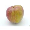 Jabloň 'Bláhova Reneta' - kontejner  Malus domestica 'Bláhova Reneta'