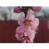 Nektarinka 'Stark Red Gold'- kontejner  Prunus persica 'Stark Red Gold'