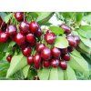 Třešeň 'Lapins' - kontejner  Prunus avium 'Lapins'