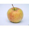 Jabloň 'Auksis'- kontejner  Malus domestica 'Auksis'