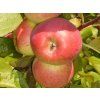 Jabloň 'Auksis'- kontejner  Malus domestica 'Auksis'