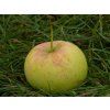 Jabloň 'Auksis'- kontejner  Malus domestica 'Auksis'