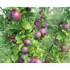 Švestka 'Kolonovidnaja' - kontejner  Prunus cerasifera 'Kolonovidnaja'