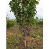 Švestka 'Kolonovidnaja' - kontejner  Prunus cerasifera 'Kolonovidnaja'