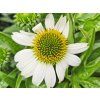 123176 1 trapatka mooodz glory echinacea mooodz glory