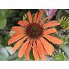 123182 1 trapatka nachova sympathy echinacea purpurea sympathy