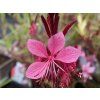 Svíčkovec lindheimeri 'Gaudi Pink' - Gaura lindheimeri 'Gaudi Pink'  Gaura lindheimeri 'Gaudi Pink'