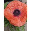 Mák východní 'Pizzicato' - Papaver orientale 'Pizzicato'  Papaver orientale 'Pizzicato'