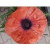 Mák východní 'Pizzicato' - Papaver orientale 'Pizzicato'  Papaver orientale 'Pizzicato'
