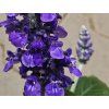 Šalvěj 'Mystic Spires' - Salvia 'Mystic Spires'  Salvia 'Mystic Spires'