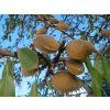 Mandloň 'Baretta' - kontejner  Prunus amygdalus 'Baretta'