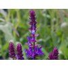 Salvia Blue Marvel (2)