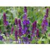 Salvia Blue Marvel (1)