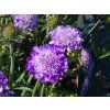 Scabiosa Mariposa Blue (2)