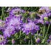 Scabiosa Mariposa Blue (1)