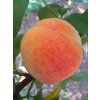 Broskvoň 'Romea'- kontejner  Prunus persica 'Romea'