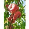 Broskvoň 'Ufo 4' - kontejner  Prunus persica 'Ufo 4'