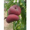 Broskvoň 'Ufo 4' - kontejner  Prunus persica 'Ufo 4'