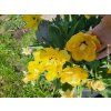 Tulipán 'Akebono'  Tulipa 'Akebono'