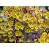Pryšec mnohobarevný 'MINERS MERLOT' PBR - Euphorbia 'MINERS MERLOT' PBR  Euphorbia epithymoides 'MINERS MERLOT'