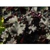 Heuchera Rex Black